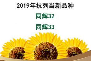 同辉